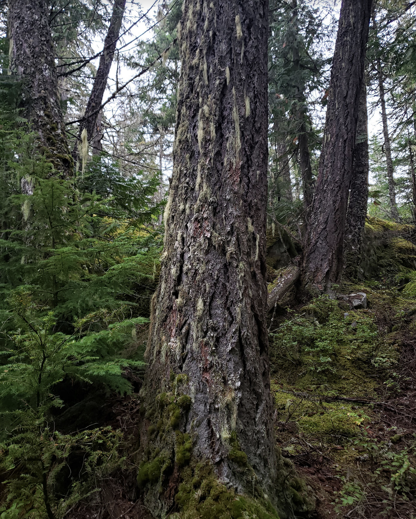 Fir trunks are darker, and have bulkier cork